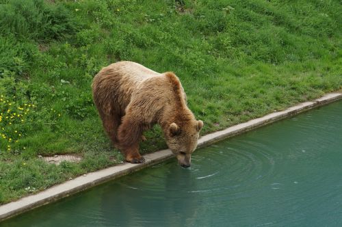 switzerland the bear drink water