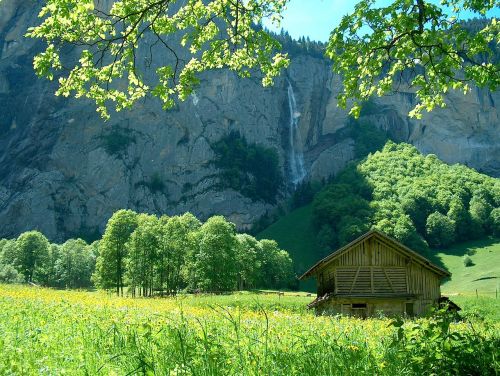 switzerland trees landscape