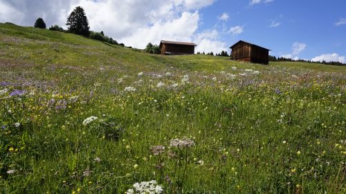 switzerland meadow alpine