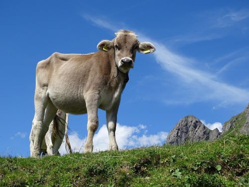 switzerland cow alpine