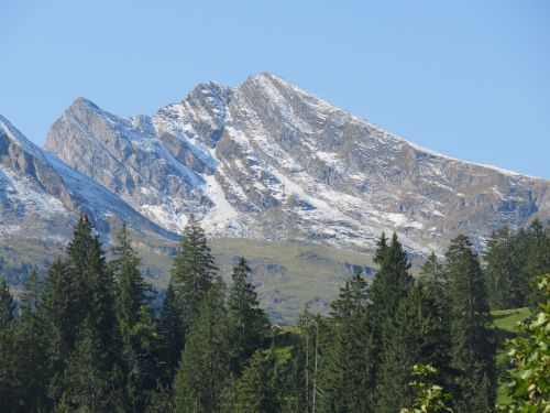 switzerland mountains forest