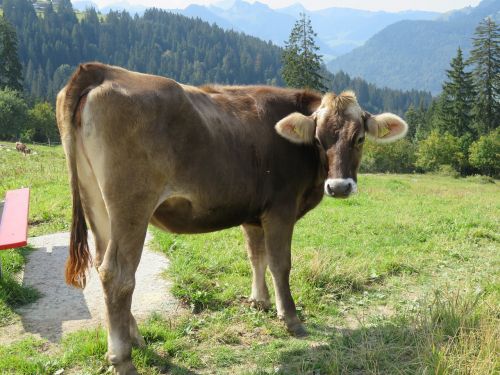 switzerland cow nature