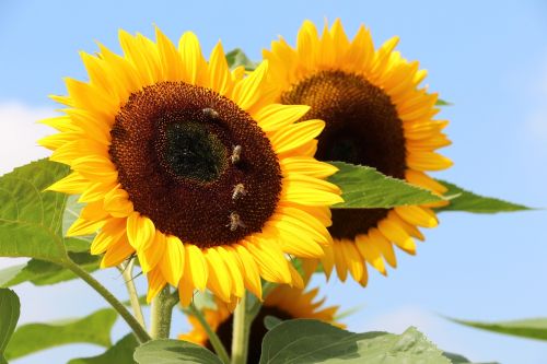 switzerland nature sun flower