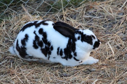 switzerland rabbit nature