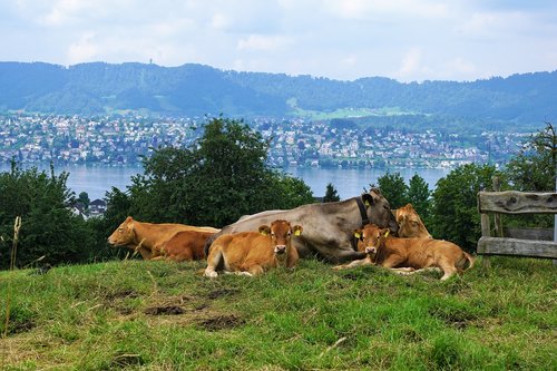 switzerland  cow  mountain