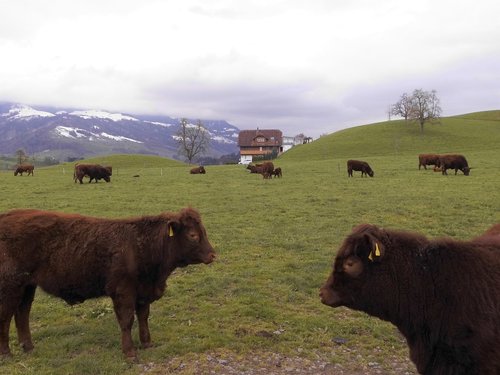 switzerland  cows  alpine