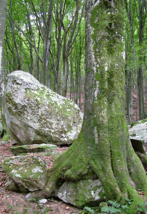 switzerland ticino tree