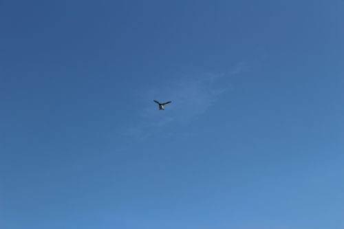 Swooping Swallow Attack Blue Sky