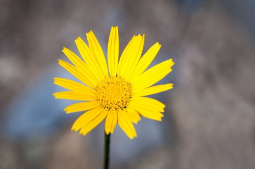 sword-elecampane composites flower