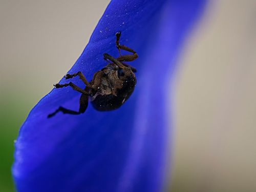 sword lily weevil beetle pollen