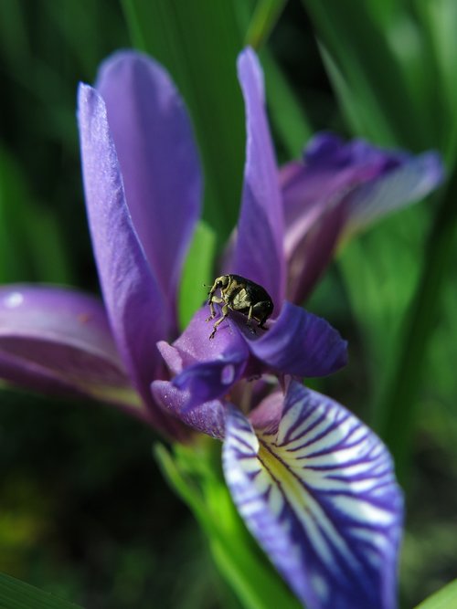 sword lily weevil  weevils  iris sibirica - elf