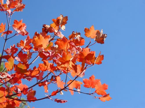 sycamore red leaves autumn