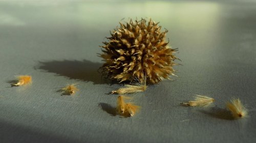 sycamore  seeds  fruit