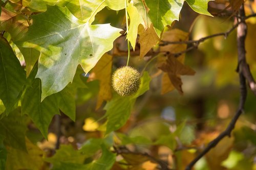 sycamore  fruit  maple leaved plane