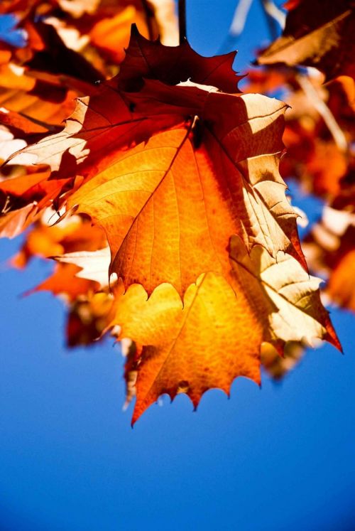 sycamore leaves leaf