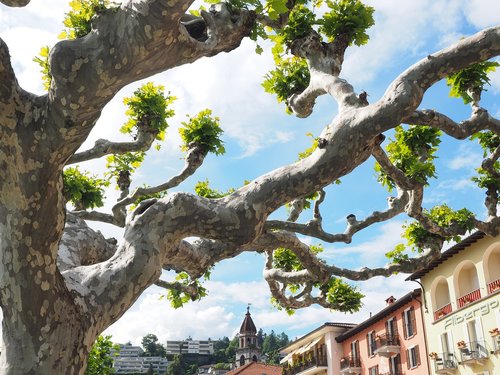 sycamore  tree  ascona