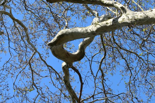 sycamore  tree  branches