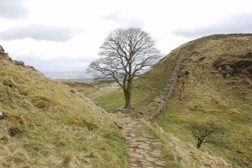 sycamore gap hadrian's wall northumberland