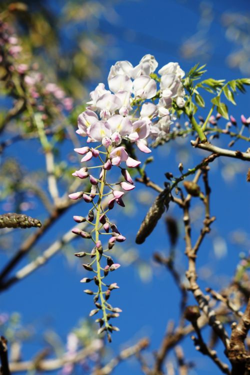 Sydney Cool Spring