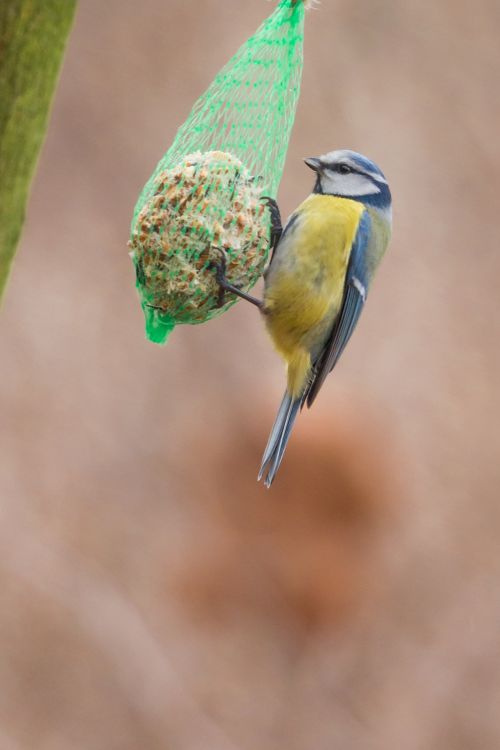 Blue Tit