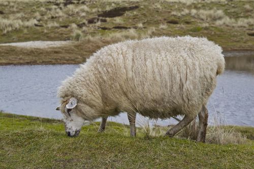 sylt island sheep