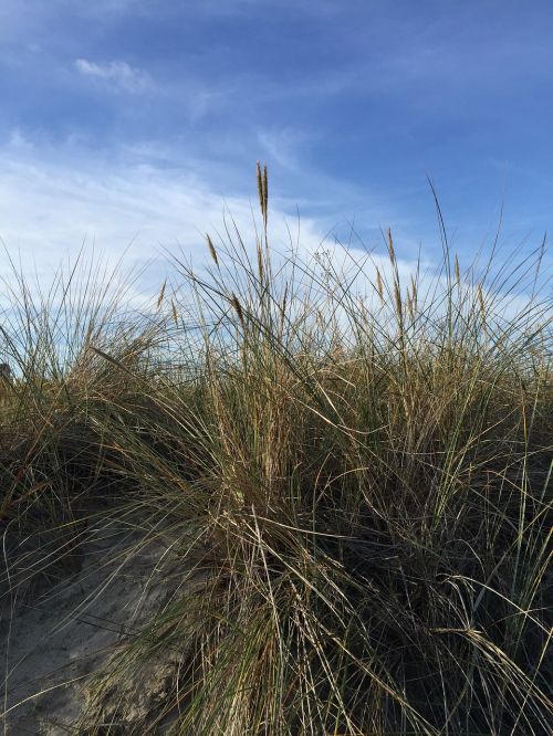sylt dune grass dunes