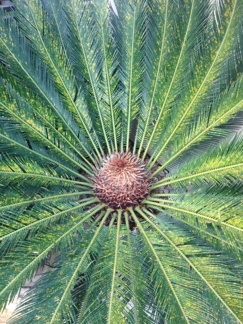 symmetry nature palm tree