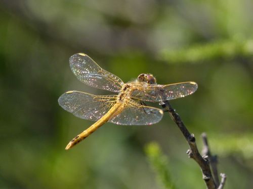 sympetrum sinaiticum dragonfly yellow dragonfly
