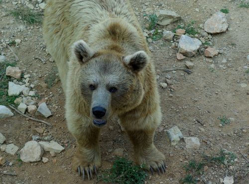 syria bear claws