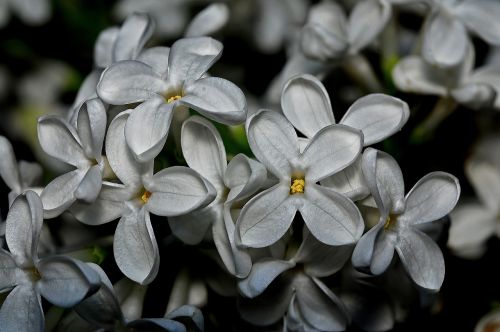 syringa plant nature