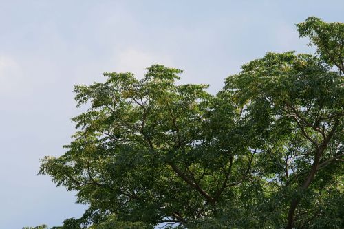 Syringa Tree In Summer
