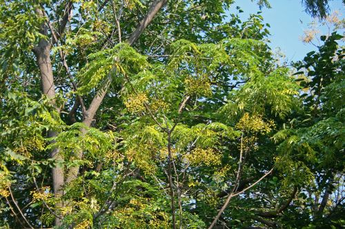 Syringa Tree With Leaves &amp; Berries