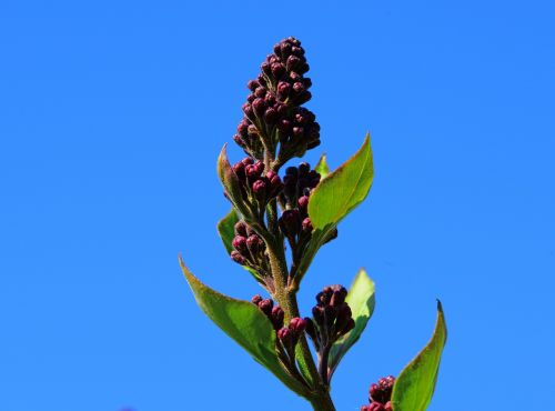 syringa vulgaris purple lilac