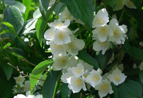 syringa vulgaris mock orange flower