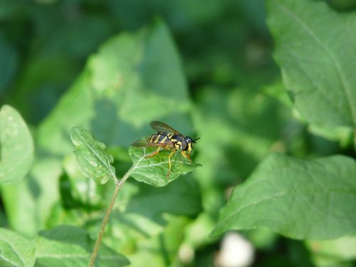 syrphide hoverfly wasp