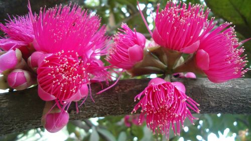 syzygium rose apple tree