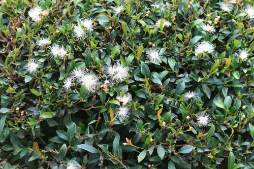 Syzygium With Fluffy Flowers