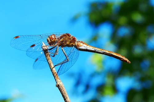 szablak blood  tom  insect