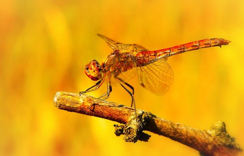 szablak blood  tom  insect