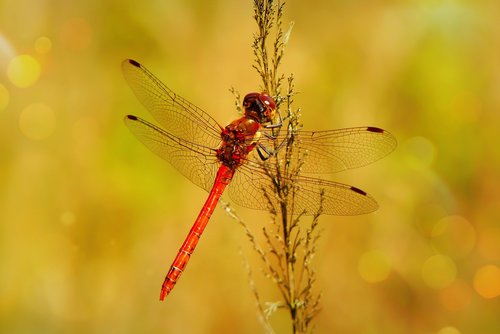szafranka red  tom  dragonflies różnoskrzydłe