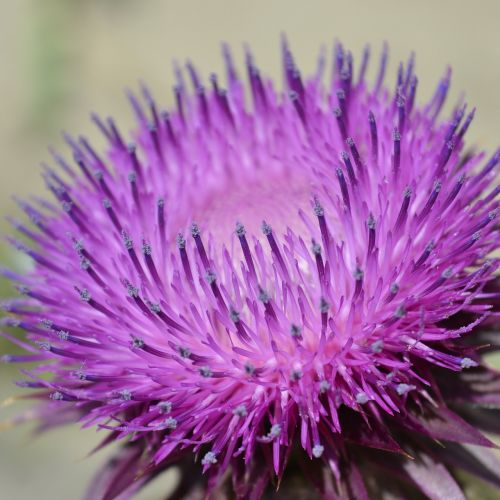 szamárkóró purple flower