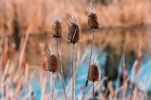 szamárkóró  stalk  crop