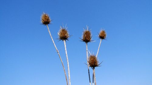 szamárkóró dry plant blue sky