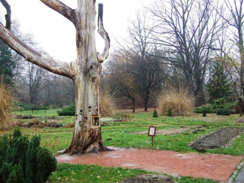 szeged hungary arboretum old oak