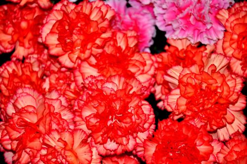 szekfű red flower