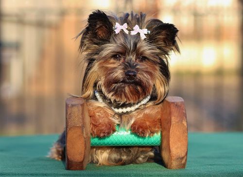 yorkshire terrier dog small