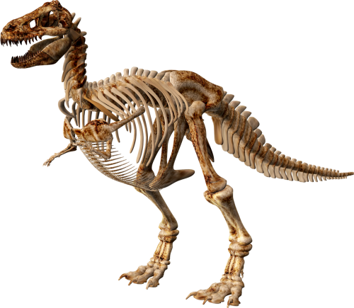 t rex dinosaur skeleton