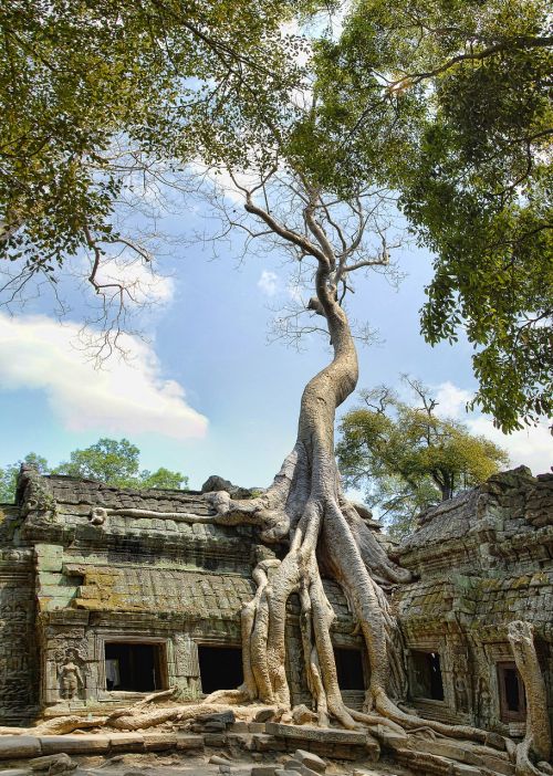 ta prohm cambodia angkor