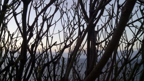 tabaiba tree between branches sea