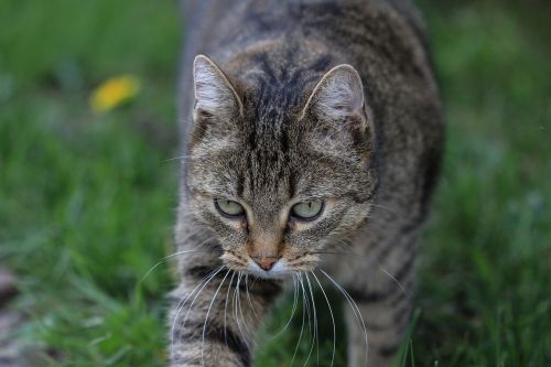 tabby cat european shorthair cat